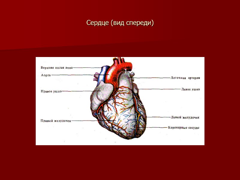 Сердце (вид спереди)